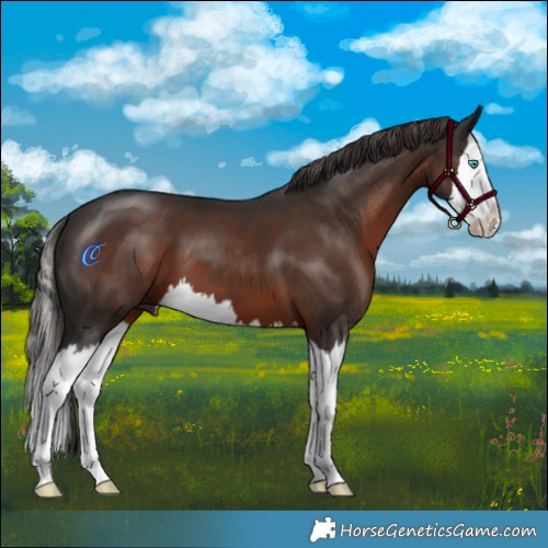 Horse Color:Liver Chestnut Splash 