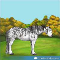 Horse Color:Gray Bay Sabino Splash Appaloosa  and Gray Bay Sabino Splash Appaloosa 