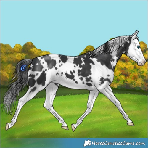 Horse Color:White Spotted Black Splash 