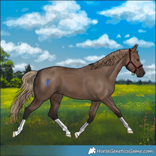Horse Color:Liver Red Dun 