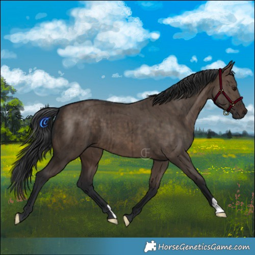 Horse Color:Brown Dun Brindle 