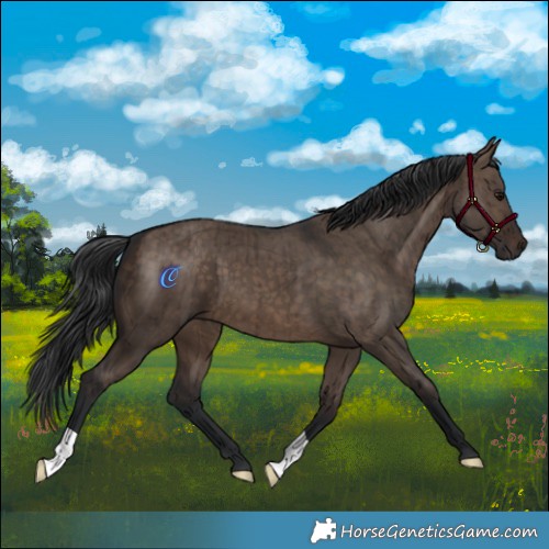 Horse Color:Brown Dun Brindle 