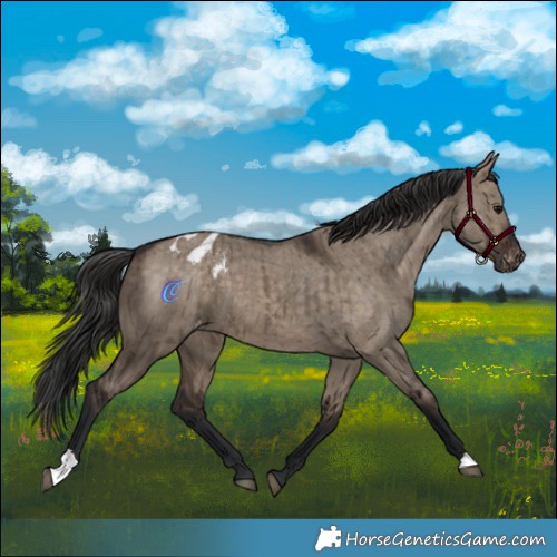 Horse Color:Brown Dun Appaloosa Brindle 