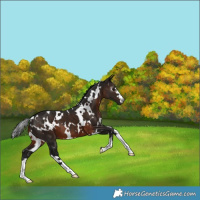 Horse Color:Gray White Spotted Brown 