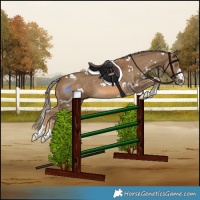 Horse Color:White Spotted Chocolate Palomino