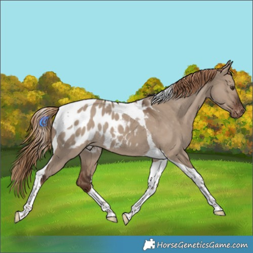 Horse Color:Liver Red Dun Tobiano Appaloosa Rabicano 