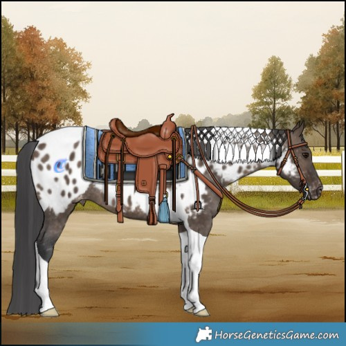 Horse Color:Brown Dun Tobiano Appaloosa Rabicano 