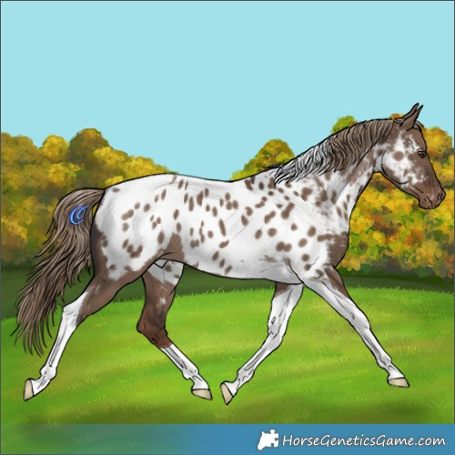 Horse Color:Liver Red Dun Tobiano Appaloosa Rabicano 