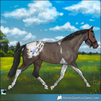Horse Color:Brown Dun Tobiano Appaloosa Rabicano