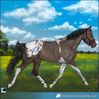 Horse Color:Brown Dun Tobiano Appaloosa Rabicano 