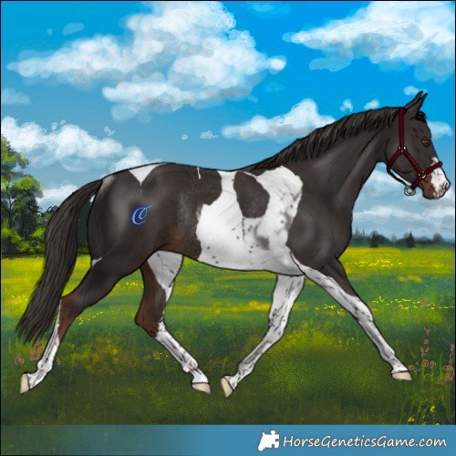 Horse Color:Liver Chestnut Tobiano Rabicano