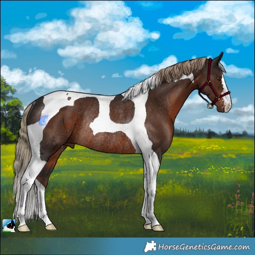 Horse Color:Liver Chestnut Tobiano Rabicano 