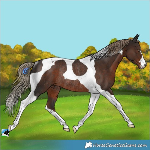 Horse Color:Liver Chestnut Tobiano Rabicano 