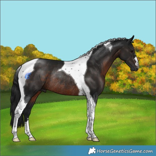 Horse Color:Gray Brown Tobiano Rabicano 
