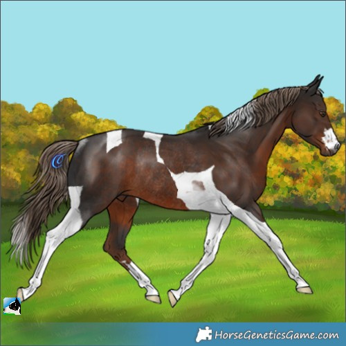 Horse Color:Gray Liver Chestnut Tobiano Rabicano 