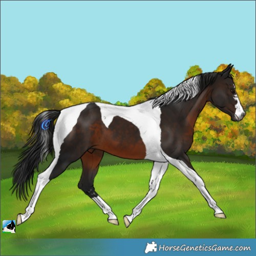 Horse Color:Gray Brown Tobiano