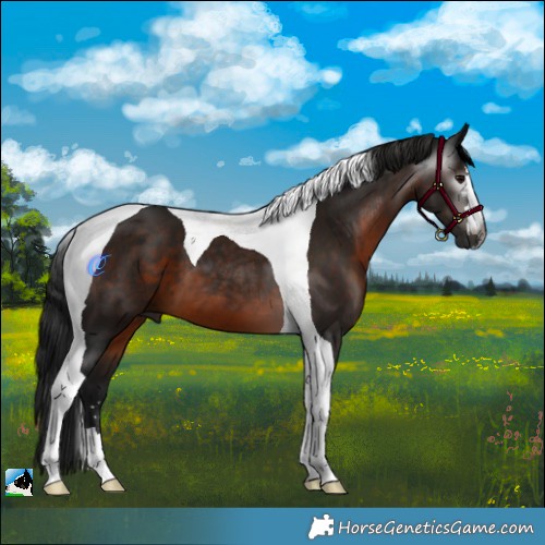 Horse Color:Gray Brown Tobiano 