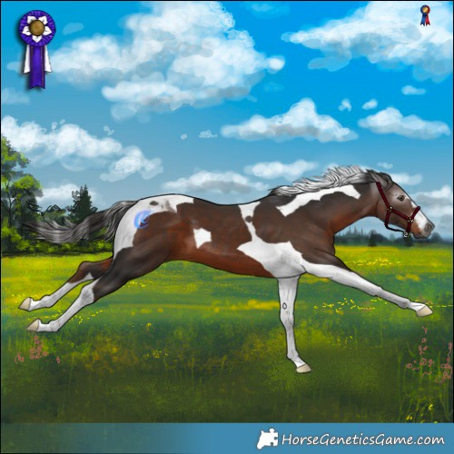 Horse Color:Gray Liver Chestnut Tobiano