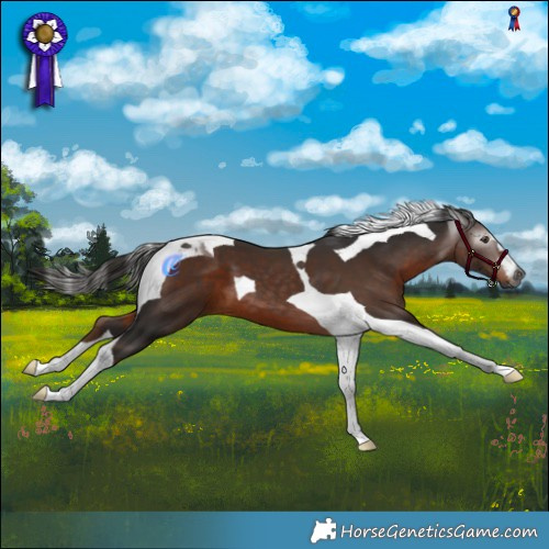 Horse Color:Gray Liver Chestnut Tobiano