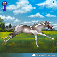 Horse Color:Gray Liver Chestnut Tobiano