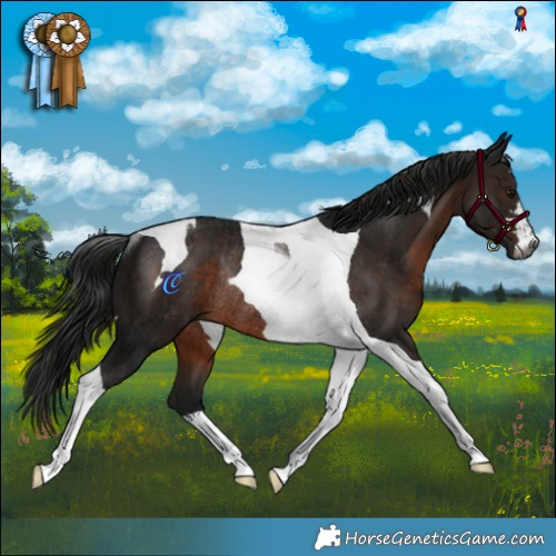 Horse Color:Gray Brown Tobiano Rabicano