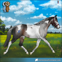 Horse Color:Gray Brown Tobiano Rabicano 