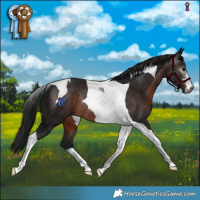 Horse Color:Gray Brown Tobiano Rabicano