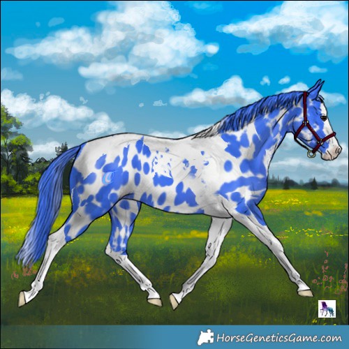 Horse Color:Watercolor Black Splash Tobiano Appaloosa