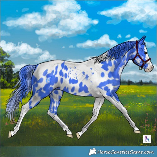 Horse Color:Watercolor Black Splash Tobiano Appaloosa 