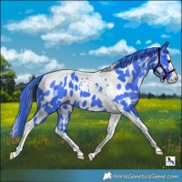 Horse Color:Watercolor Black Splash Tobiano Appaloosa