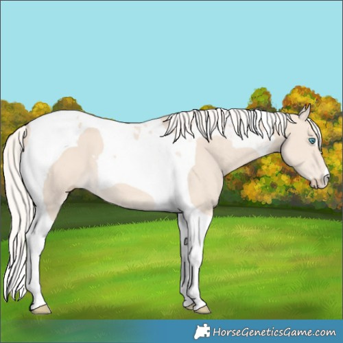 Horse Color:Cremello Tobiano 