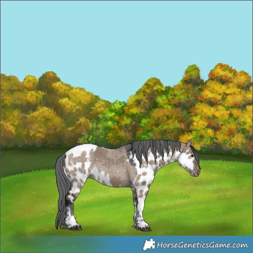 Horse Color:Brown Dun Merle Tobiano Skewed Appaloosa 