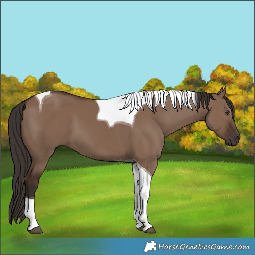 Horse Color:Liver Red Dun Tobiano 