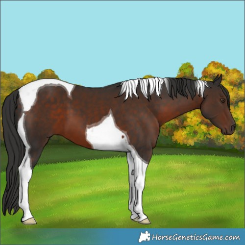 Horse Color:Liver Chestnut Tobiano