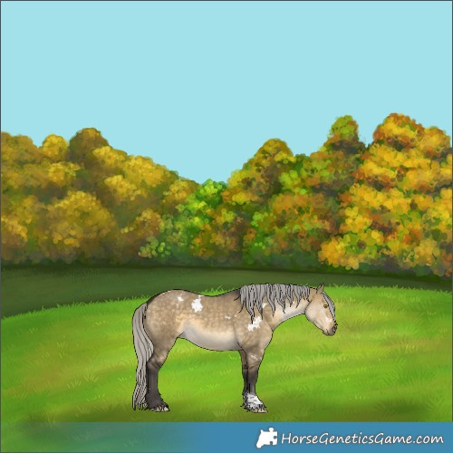 Horse Color:White Spotted Silver Buckskin Dun Tobiano 