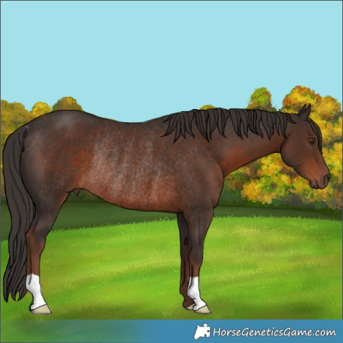 Horse Color:Liver Chestnut Rabicano 