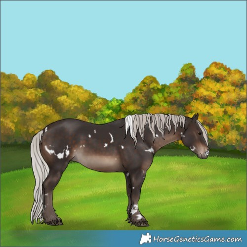 Horse Color:White Spotted Silver Brown Rabicano 