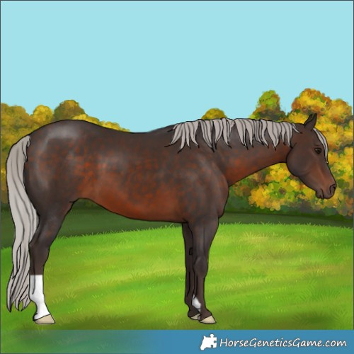 Horse Color:Silver Brown 