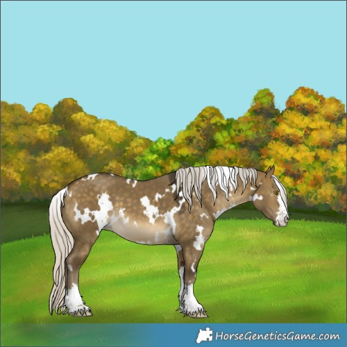 Horse Color:White Spotted Silver Buckskin Dun 