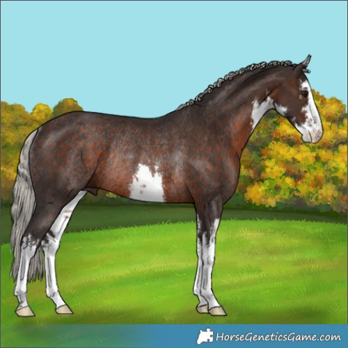 Horse Color:White Spotted Silver Brown Rabicano