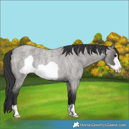 Horse Color:Grullo Roan Frame Rabicano