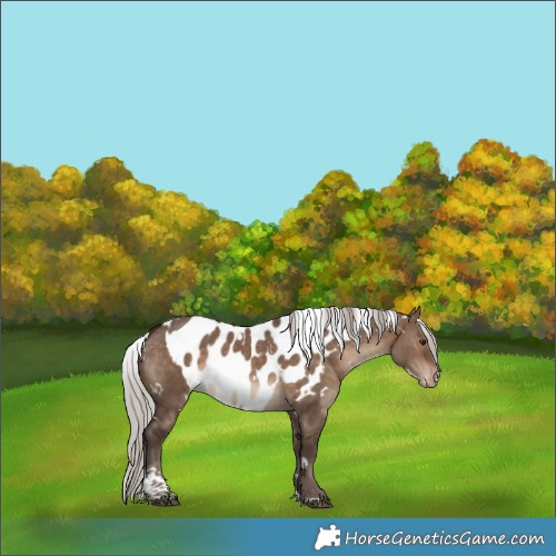 Horse Color:White Spotted Silver Brown Dun Tobiano Skewed Appaloosa 