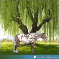 Horse Color:White Spotted Silver Brown Dun Tobiano Skewed Appaloosa