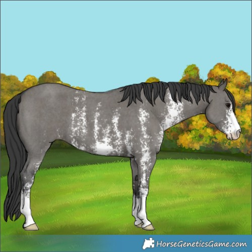 Horse Color:Grullo Sabino