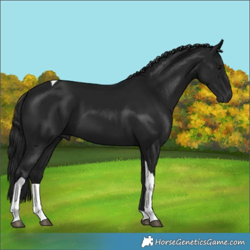 Horse Color:Gray Smoky Black Tobiano 