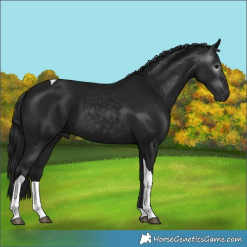 Horse Color:Gray Smoky Black Tobiano 