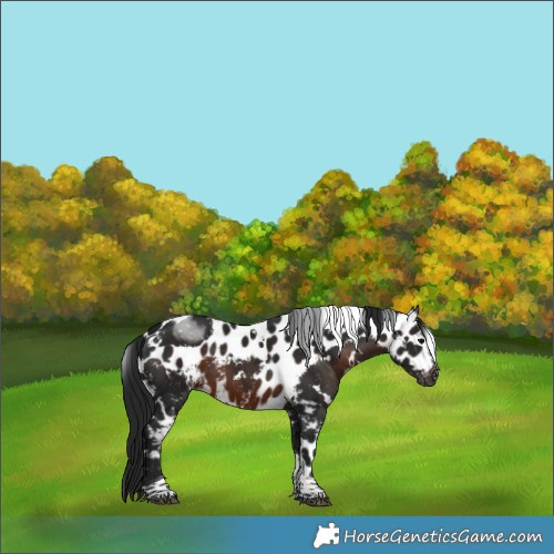 Horse Color:Gray White Spotted Brown Tobiano Skewed Appaloosa 