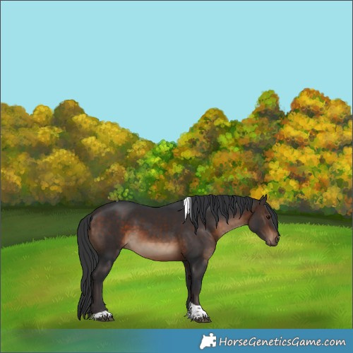 Horse Color:Bay Tobiano