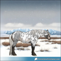 Horse Color:Gray White Spotted Silver Brown Roan Skewed Appaloosa 