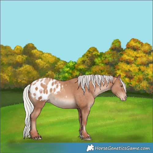 Horse Color:Powder White Silver Sable Champagne Appaloosa 